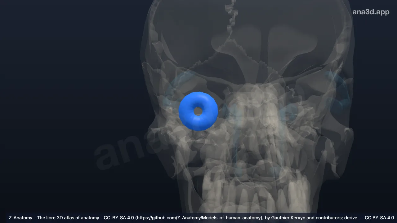 Model 3D: Serabut zonular