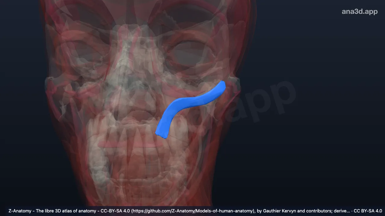 3D-Modell: Linker Musculus zygomaticus minor