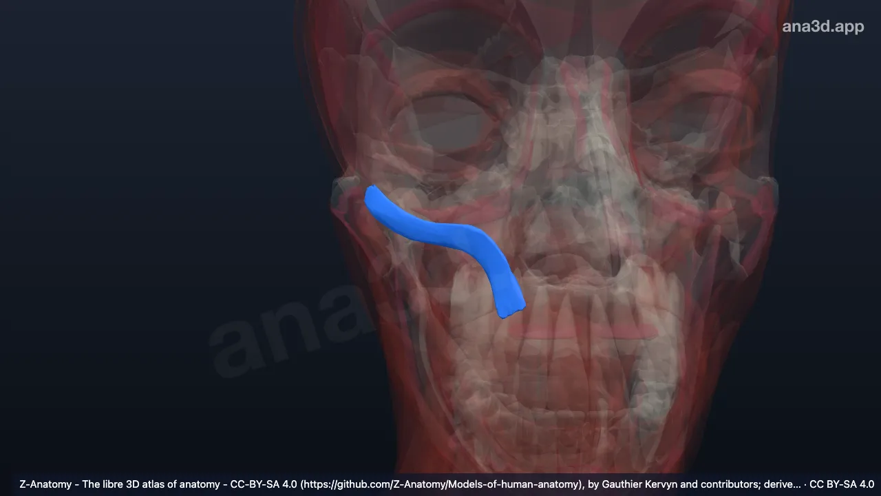 Mô hình 3D: Cơ gò má bé phải
